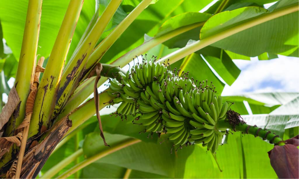 uccello del paradiso vs pianta di banana