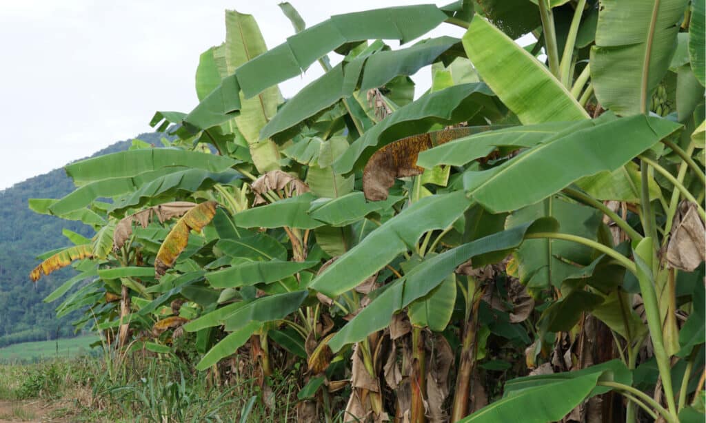 uccello del paradiso vs pianta di banana