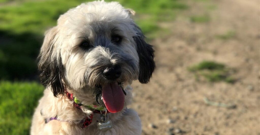 Whoodle vs Wheaten Terrier