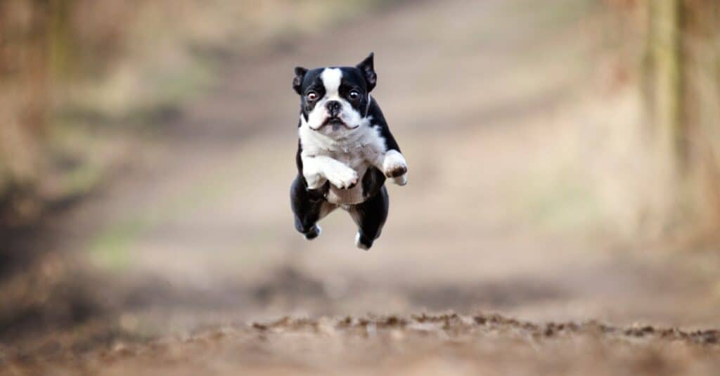 boston terrier cani dalle grandi orecchie