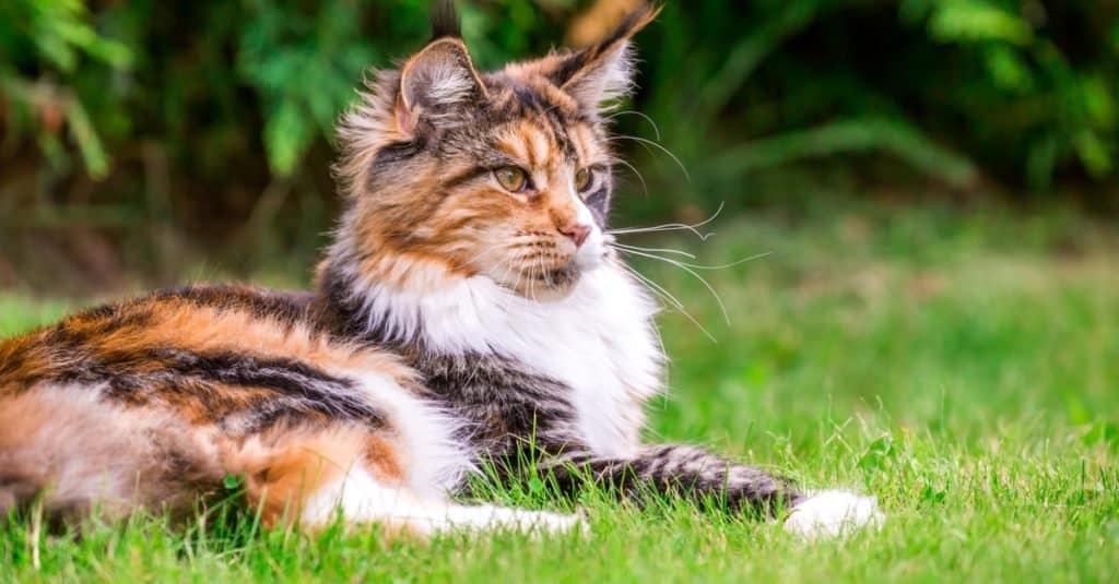 Il gatto più vecchio di sempre