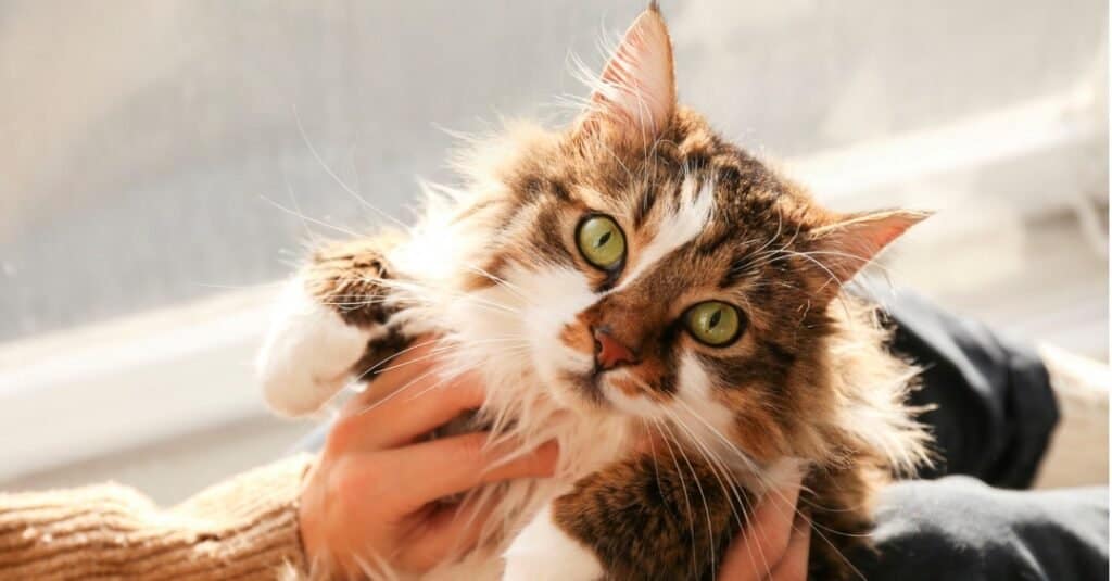 Ragamuffin contro Maine Coon