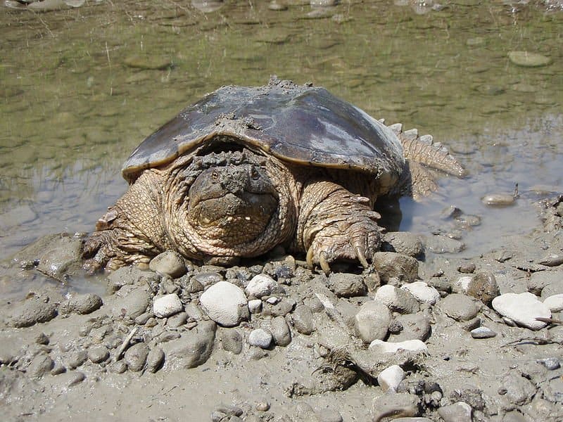 Tartaruga azzannatrice dall'acqua
