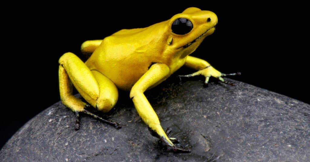 piccola rana dardo avvelenato d'oro