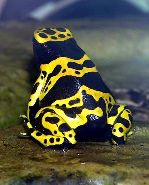Cosa mangiano le rane con freccette avvelenate - rana con freccette fasciate di giallo