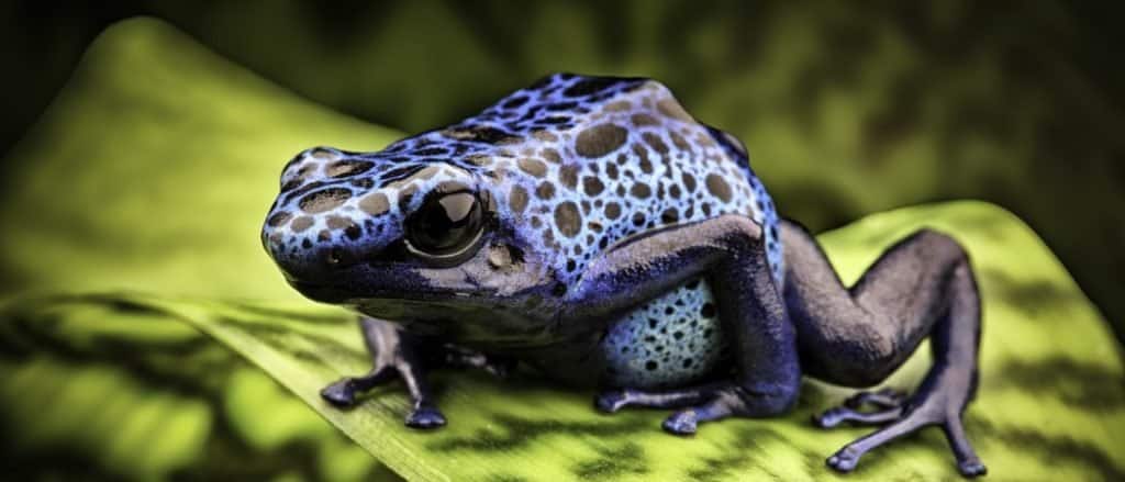 Cosa mangiano le rane avvelenate?  - rana velenosa blu Dendrobates Azureus