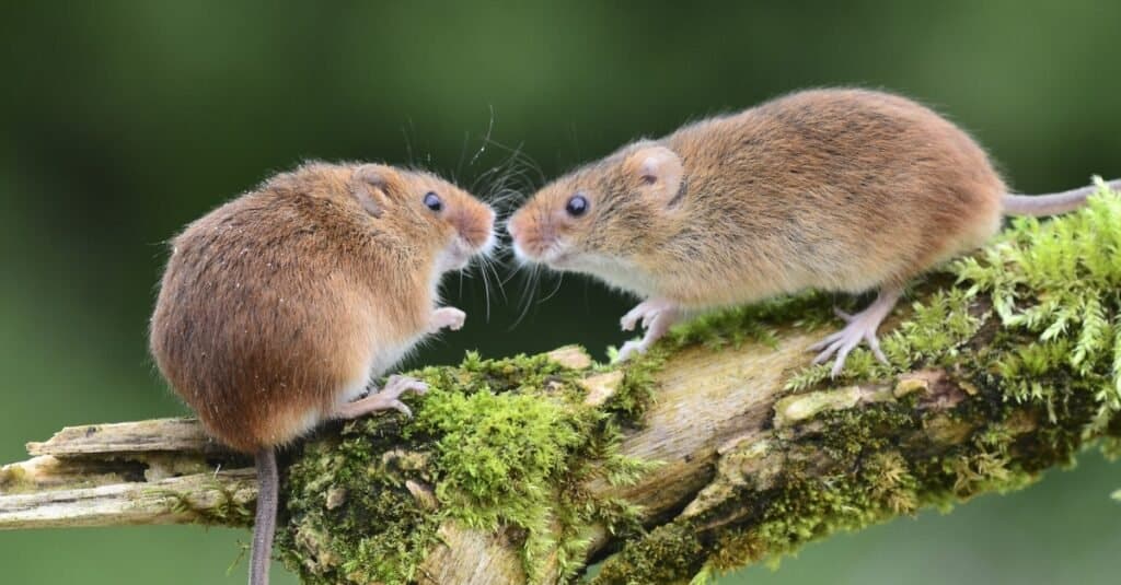 Animali con la vita più breve