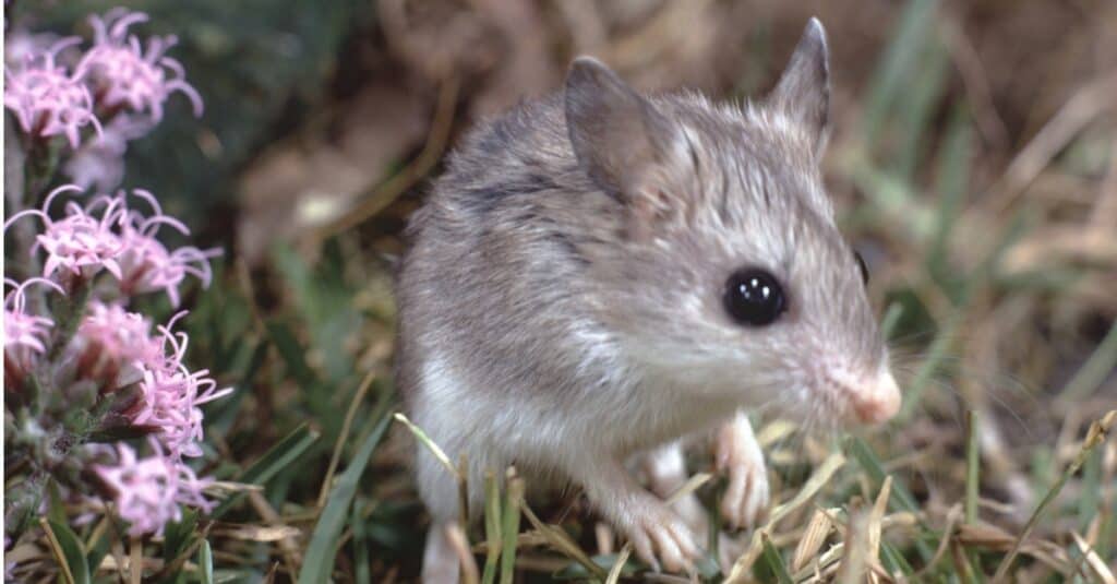 Cavalletta Mouse sull'erba, alla ricerca di qualcosa da mangiare.