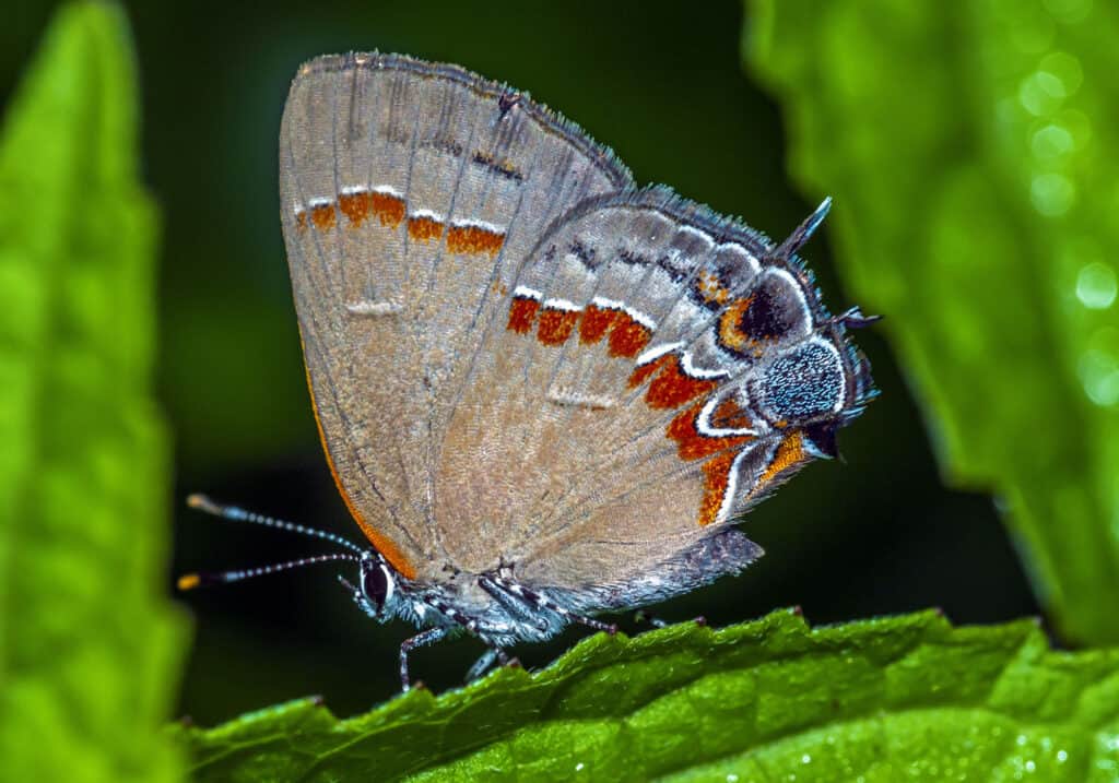 Striscia di capelli fasciata rossa