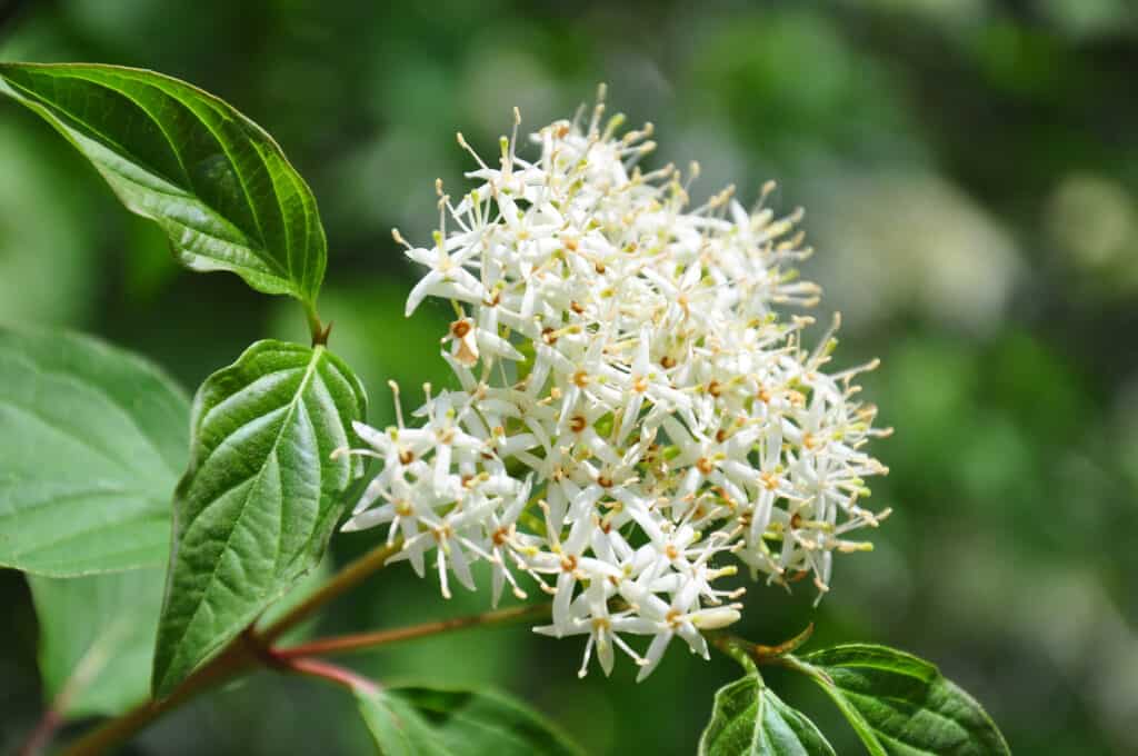corniolo comune