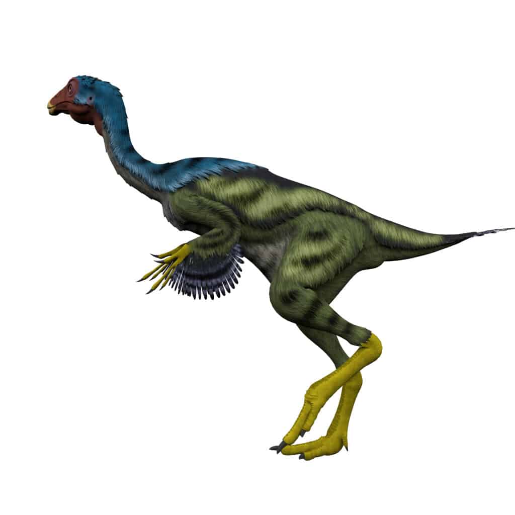Caudipterix