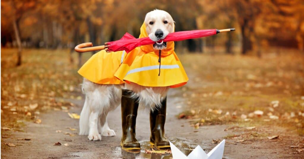 cane in impermeabile giallo con stivali