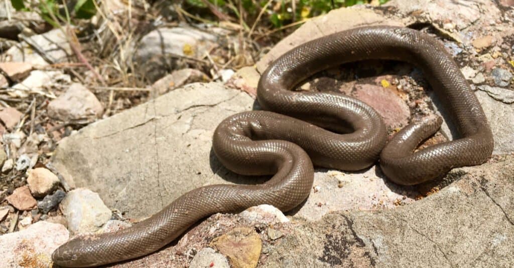 Serpente boa negli Stati Uniti