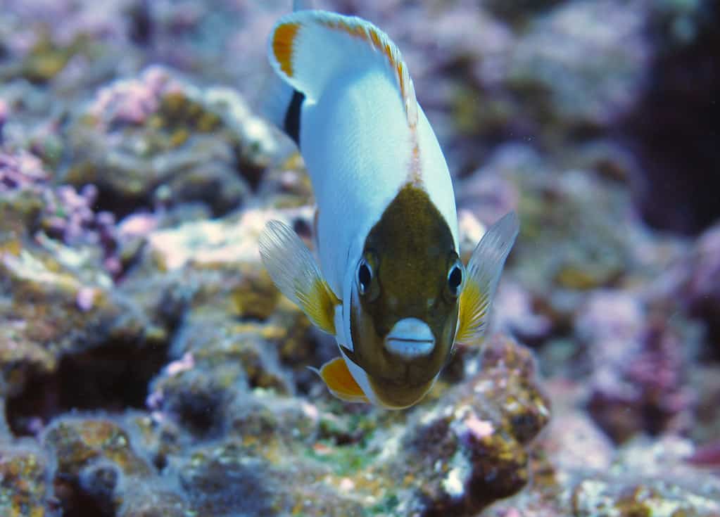 Un pesce angelo mascherato maschio dalla parte anteriore