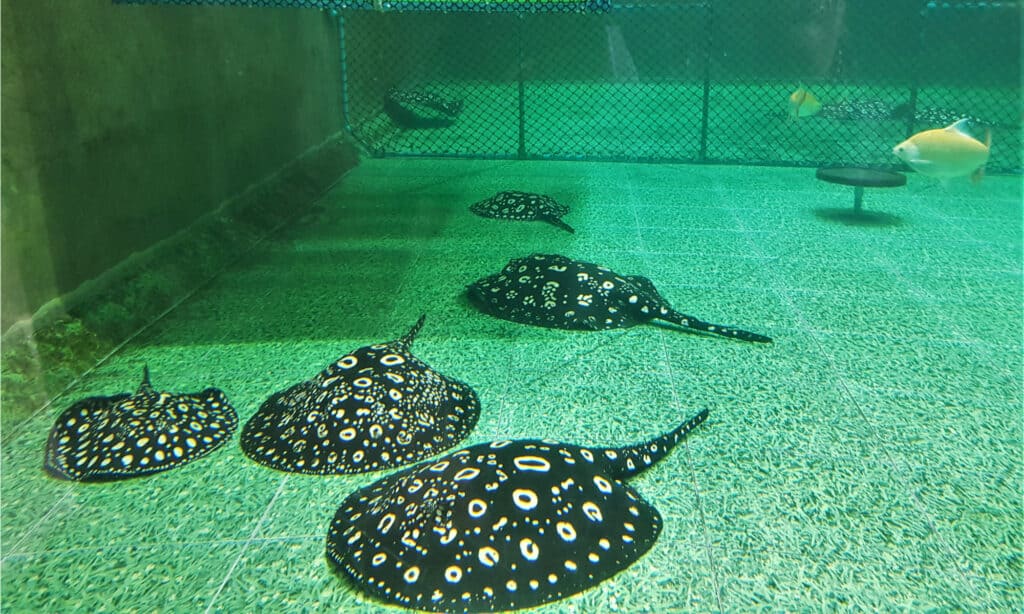 Stingray a pois che nuota sul fondo di uno stagno.  Sono animali domestici popolari negli acquari d'acqua dolce.