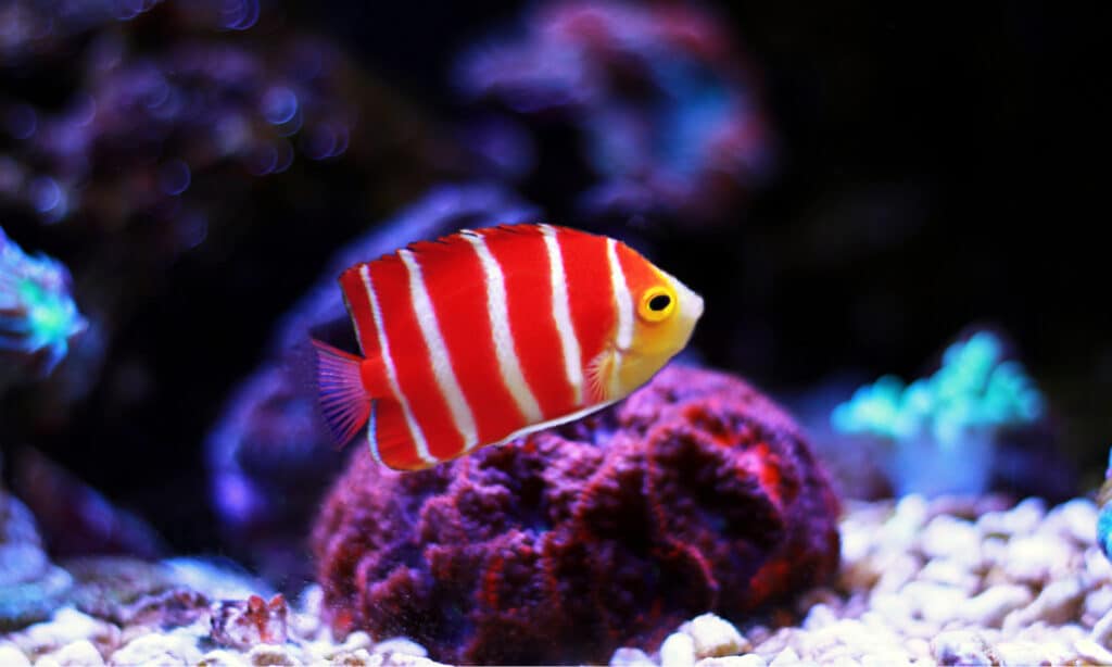 I colori unici del Peppermint Angelfish lo fanno sembrare la caramella da cui prende il nome.