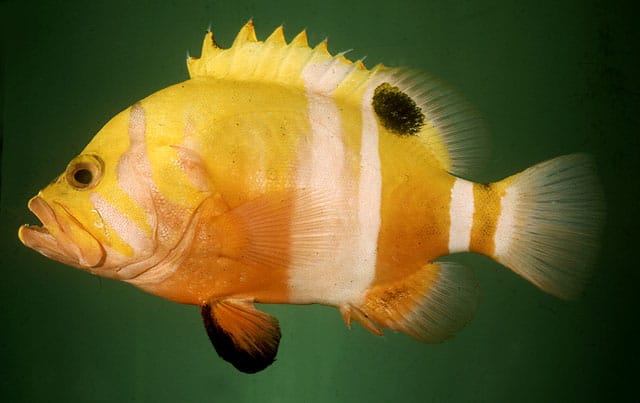 Cernia di Nettuno