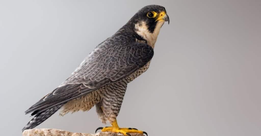 Tipi di uccelli falco