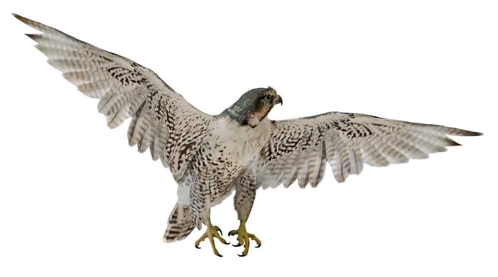 Falco pellegrino volante isolato su sfondo bianco
