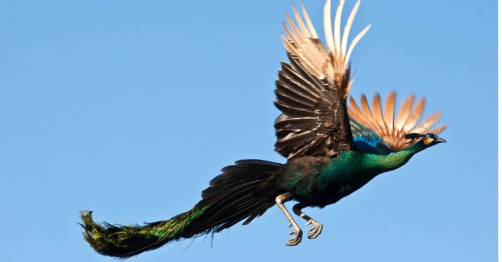 pavone in volo
