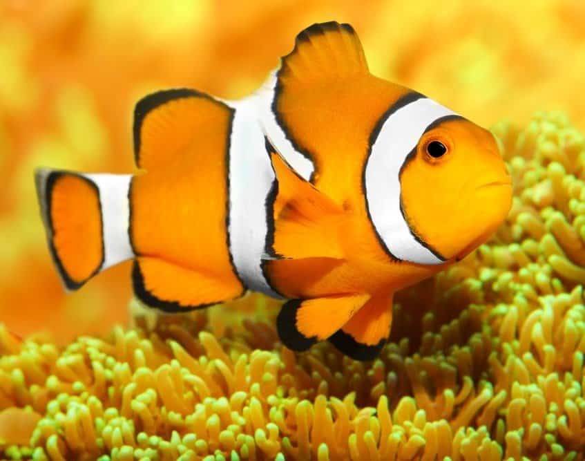 Pesci tropicali della barriera corallina - Pesce pagliaccio
