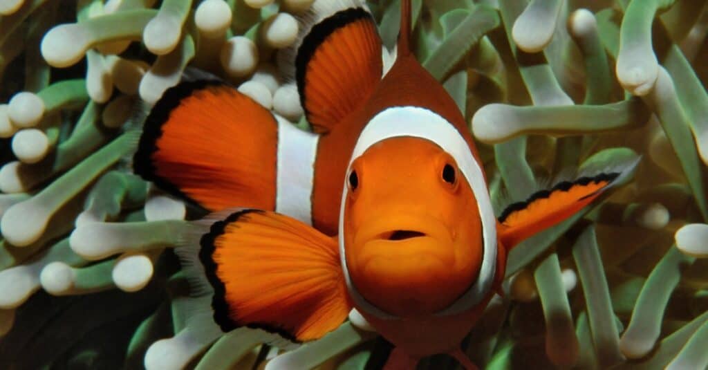 pesce pagliaccio che nuota verso la telecamera