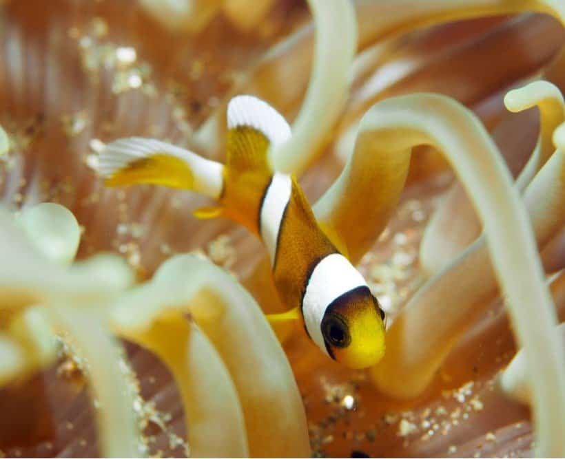 Primo piano di un simpatico pesce pagliaccio