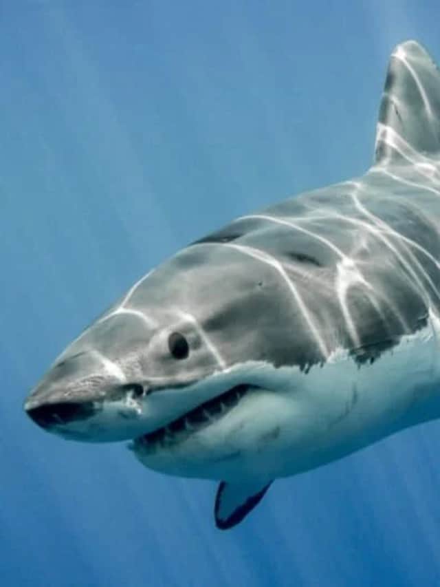 Scopri l'immagine di copertina dei 10 animali più pericolosi della Florida
