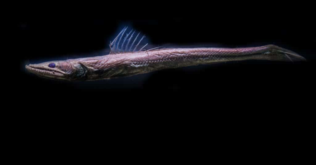 pesce vipera di creature del mare profondo