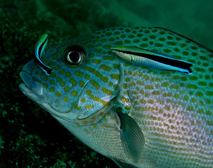 Sweetlips viene pulito da Cleaner Wrasse