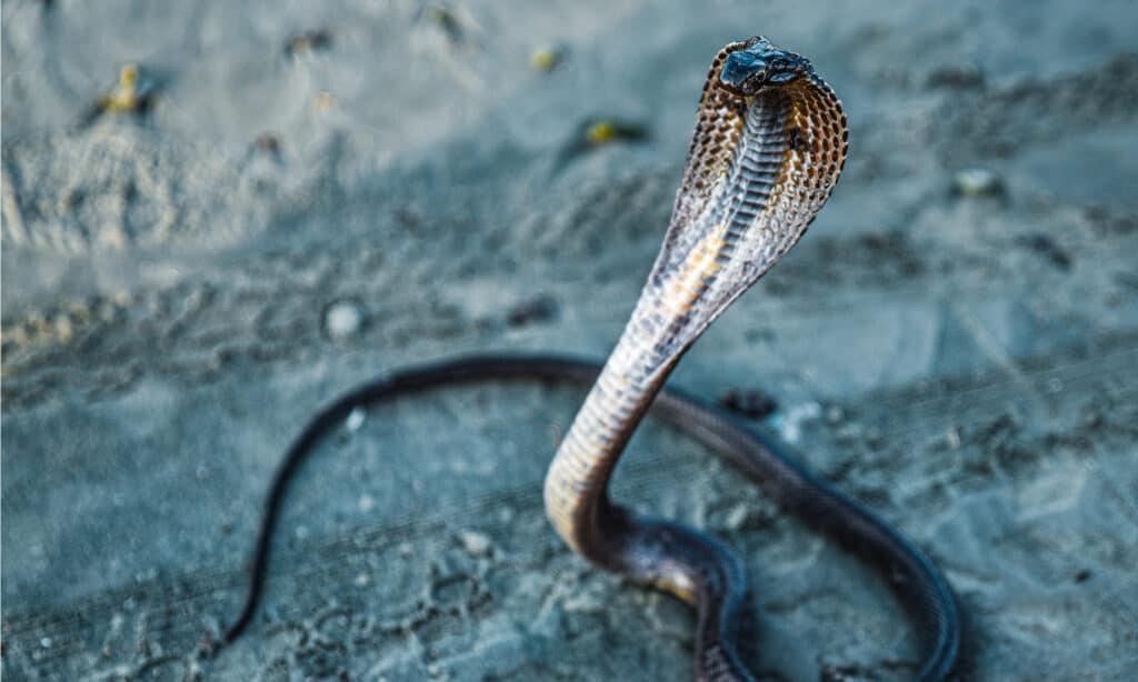 cobra del deserto nero