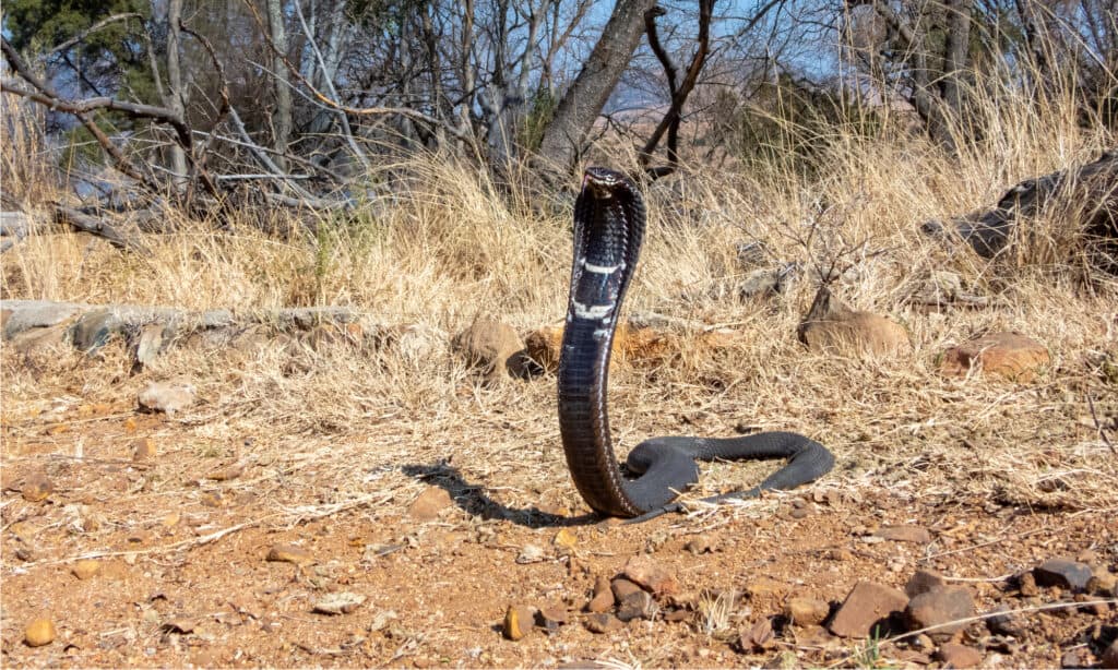 Serpente di Rinkhals