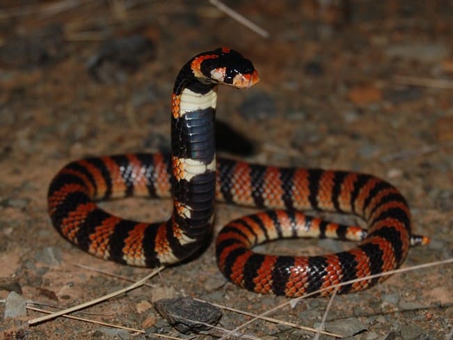 Serpente corallo del capo