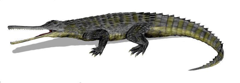 Ruziodonte