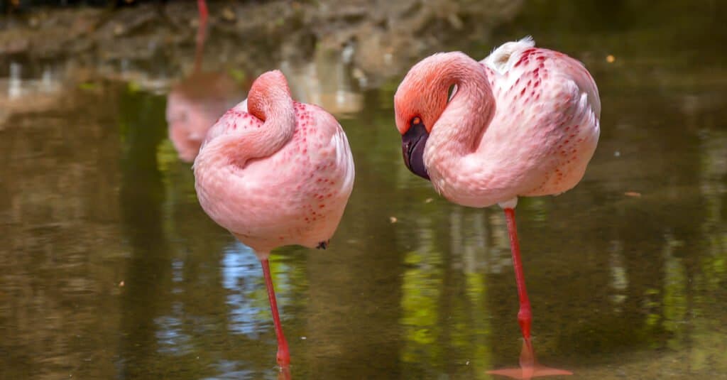 Animali che dormono in piedi: i fenicotteri
