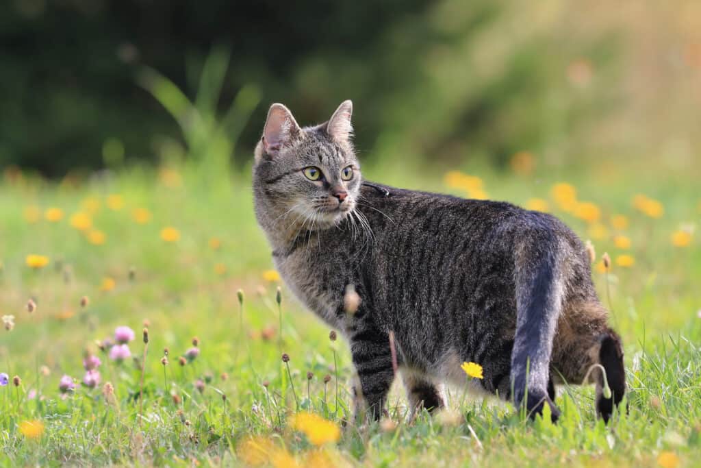 Repellente per gatti all'aperto
