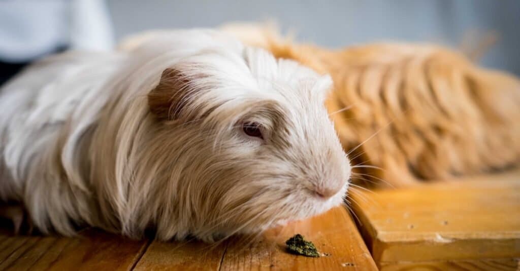 La cavia più antica