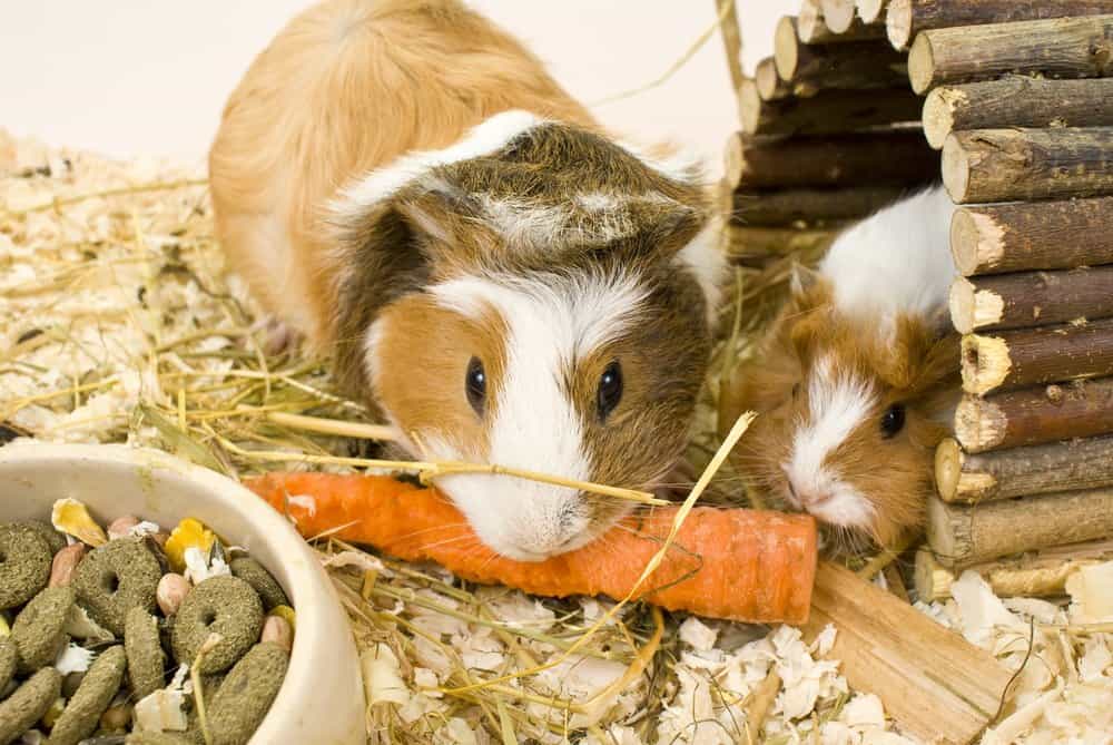 Due cavie bianche e marroni che rosicchiano una carota arancione vicino a una ciotola di cibo secco per animali domestici.  Uno dei porcellini d'India giace all'interno di una casetta di legno fatta di ramoscelli.