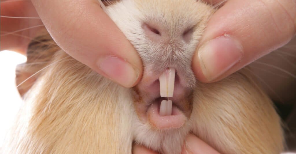 Denti di cavia - Zoom