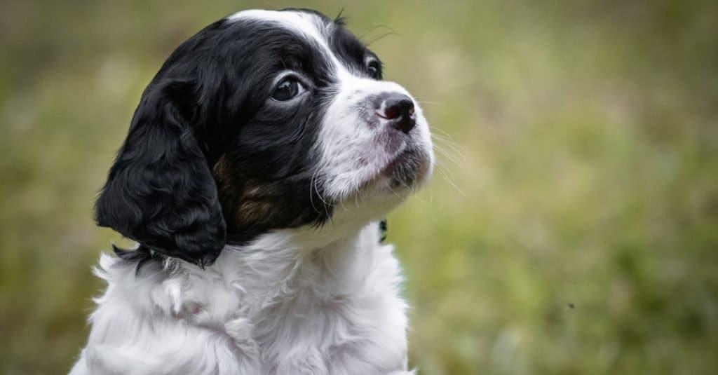 Carino e curioso ritratto in bianco e nero del cucciolo di Brittany, alzando lo sguardo