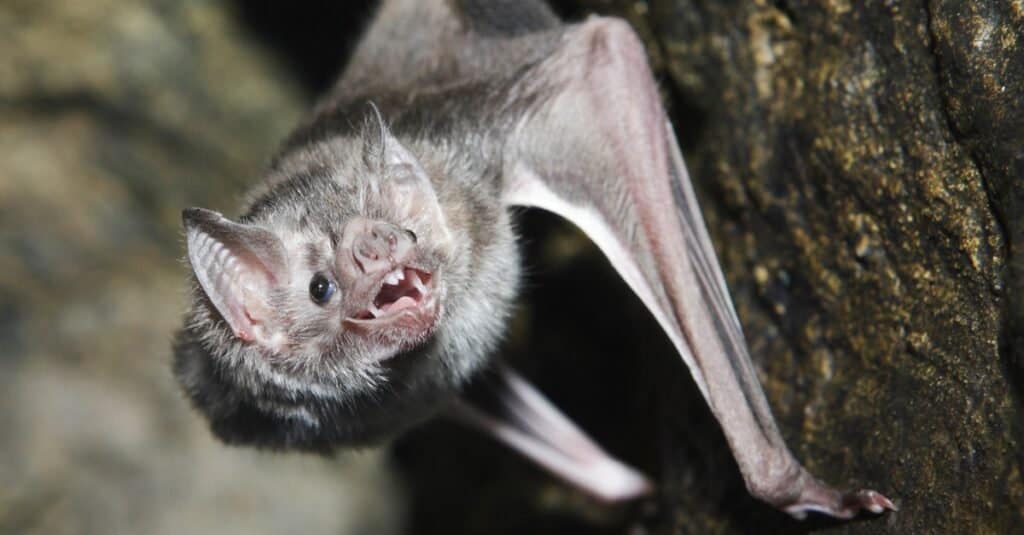 Animali che possono vedere gli infrarossi