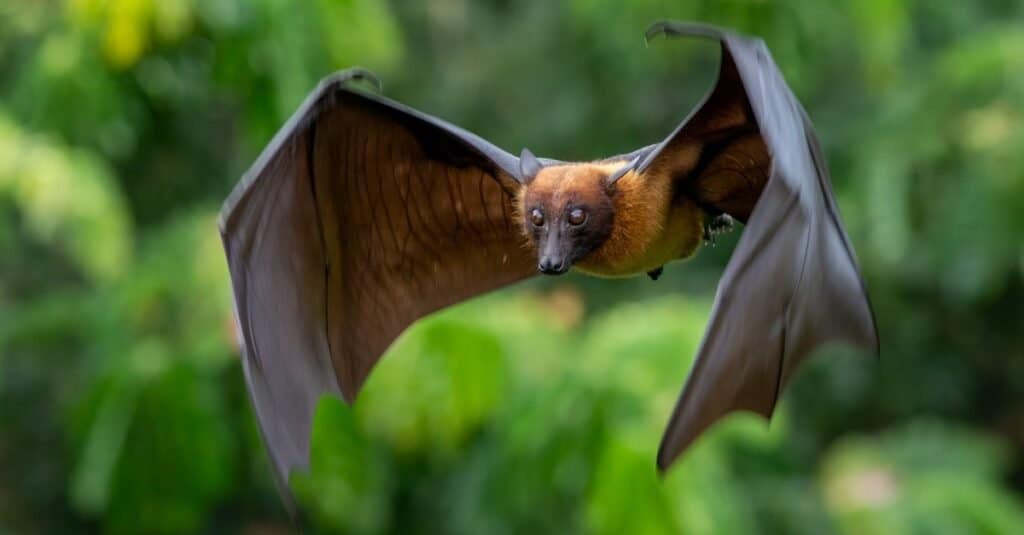 Sono Pipistrelli Mammiferi