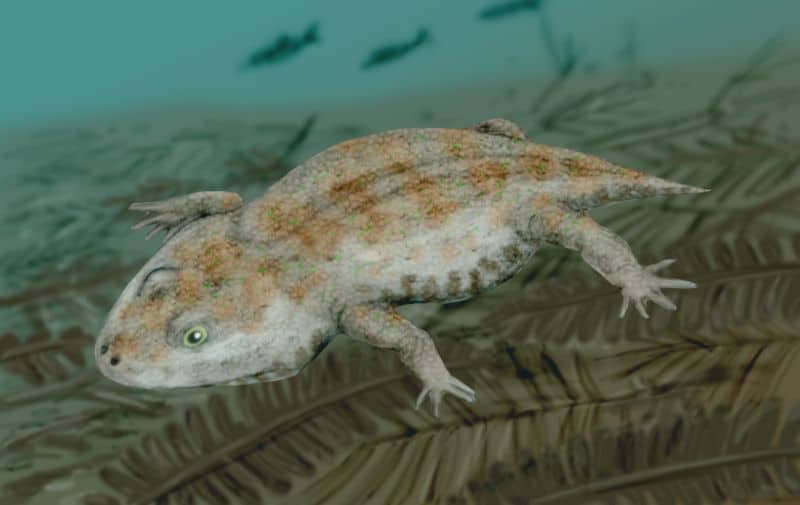 Anfibio