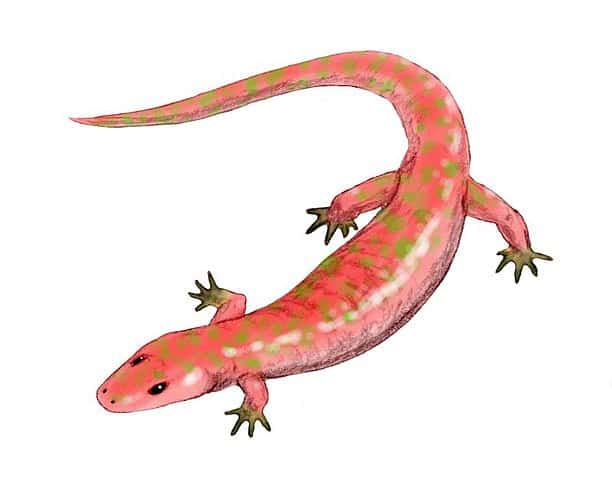 https://commons.wikimedia.org/wiki/File:Albanerpeton_BW.jpg