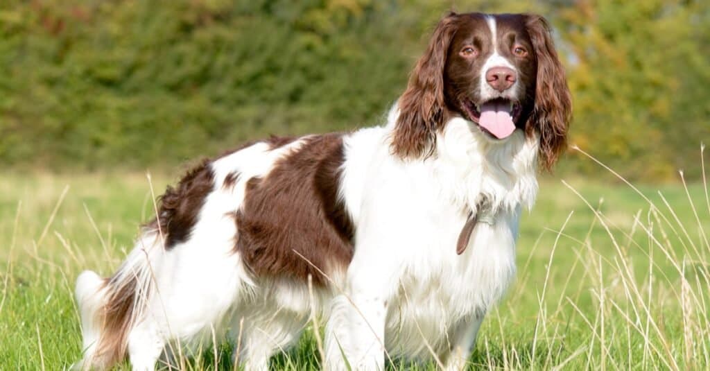 I cani più carini / più carini - Springer Spaniel inglese