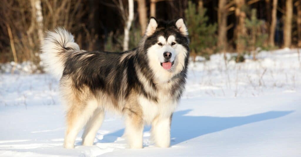 Alaskan malamute che cammina nella neve