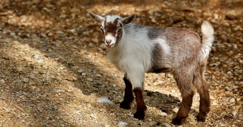 Il pigmeo americano è una razza americana di capra acondroplastica.
