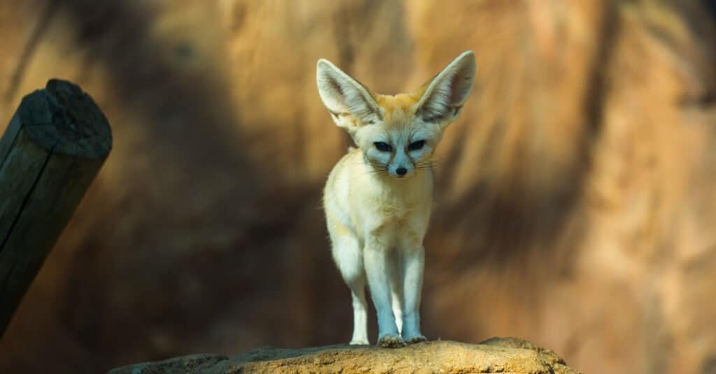 Animali che stanno svegli tutta la notte - Fennec-volpe