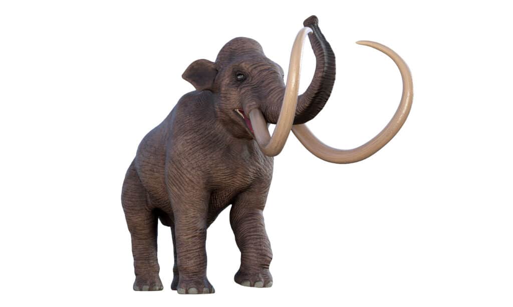 Mammut colombiani