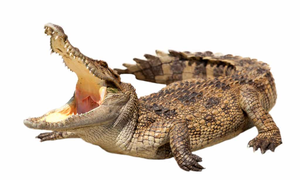 Coccodrillo con questa bocca aperta su uno sfondo bianco